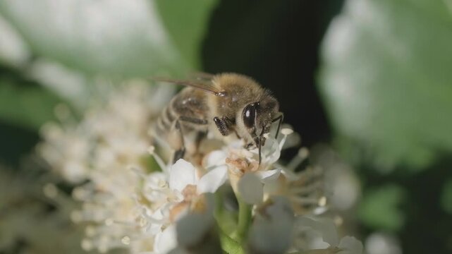 Detailed Macro Shot of Honey Bee Pollinating White Blossom