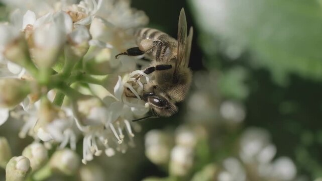 Macro Video of Honey Bee Crawling on White Flower Cluster