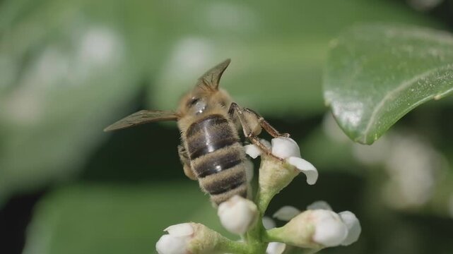 Honey Bee Taking Flight from Flower Bud Cluster Macro
