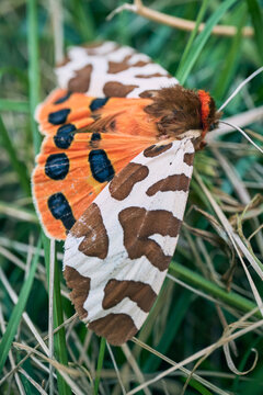Garden tiger moth displaying its distinctive orange, white, and brown spotted wings on green grass