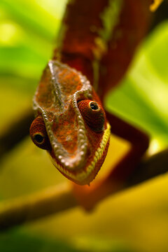Panther chameleon (Furcifer pardalis), portrait of a colorful chameleon with eyes facing each other.