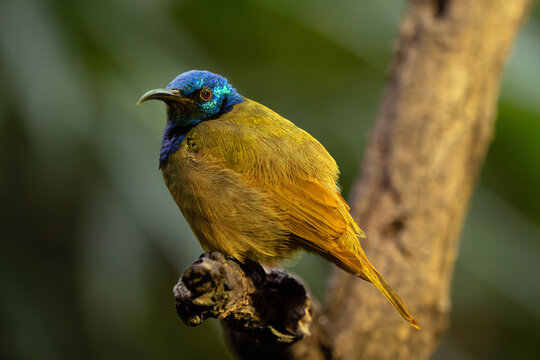 Green-headed sunbird (Cyanomitra verticalis) sitting on a branch with a green background.