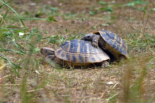Hermann's tortoise (Testudo hermanni) in the typical dry terrain of the southern European steppes, courting pair.