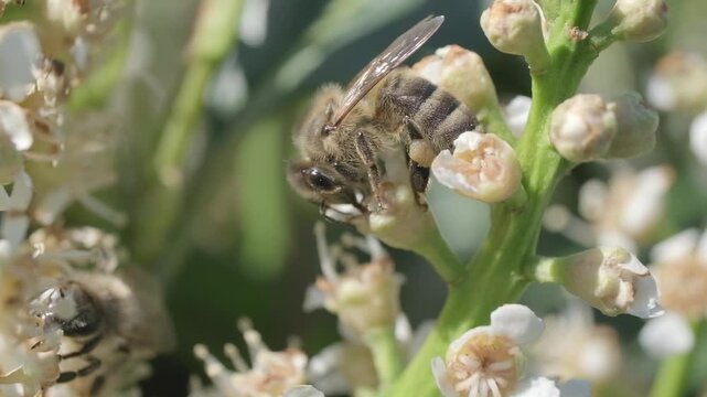 Honey Bee Taking Off from Flower Cluster Macro Video