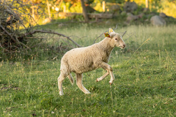 Young lamb running through a sunlit green meadow at golden hour, surrounded by soft grass and trees in a peaceful rural countryside setting © Vilma