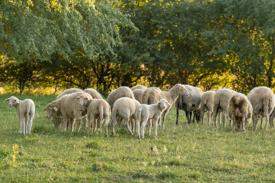 Flock of sheep and lambs grazing in a sunlit green meadow surrounded by trees, creating a peaceful pastoral countryside scene at golden hour