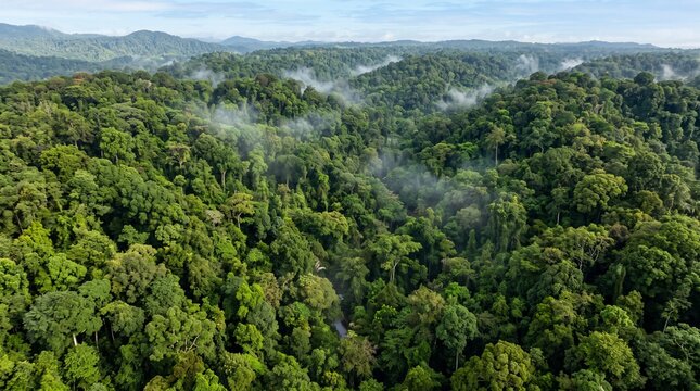 Lush green rainforest canopy with mist rising over rolling hills and mountains
