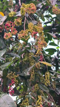 Clusters of ripening bignay fruits hang among glossy green leaves, displaying vibrant multicolored natural growth.