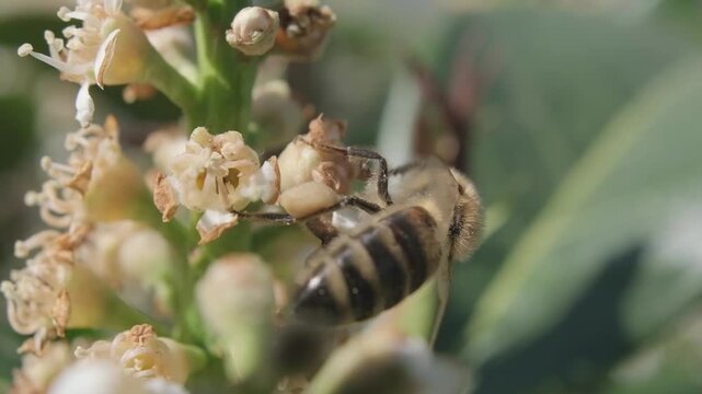 Honey Bee with Pollen Baskets Feeding on White Blossom