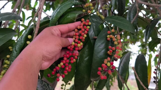 Hand holding ripening bignay berries ( Antidesma bunius ) clustered among glossy green leaves on tropical tree.