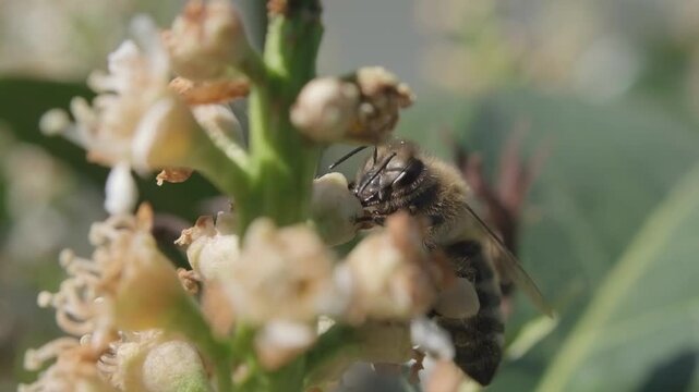 Close Up Macro Video of Honey Bee Gathering Nectar