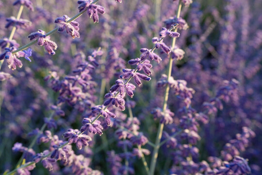 Russian sage flowers closeup, Perovskia atriplicifolia ornamental violet blossoms