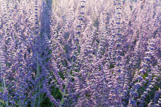 Russian sage flowers closeup, Perovskia atriplicifolia ornamental violet blossoms