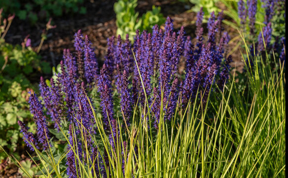 Salvia nemorosa Caradonna blooming