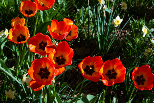 Tulips Outdoor, Spring Tulipa Flowers