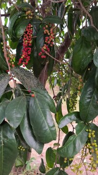 Clusters of ripening bignay fruits hang among glossy green leaves, displaying vibrant multicolored natural growth.