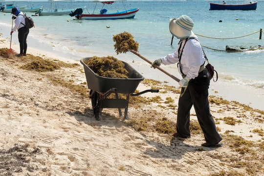 Worker clearing seaweed with wheelbarrow on beach