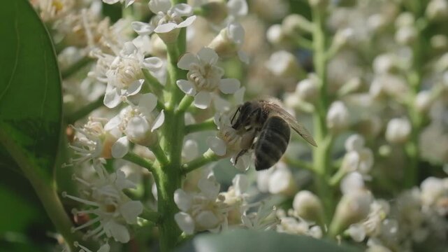 Honey Bee Flying Away from White Flowers Macro Video