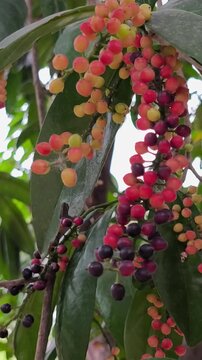 Clusters of ripening bignay fruits hang among glossy green leaves, displaying vibrant multicolored natural growth.