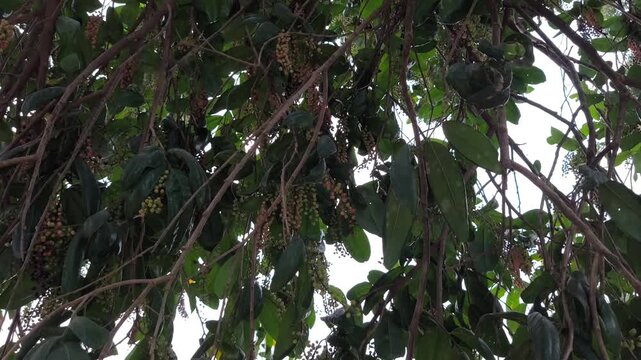 Clusters of ripening bignay fruits hang among glossy green leaves, displaying vibrant multicolored natural growth.
