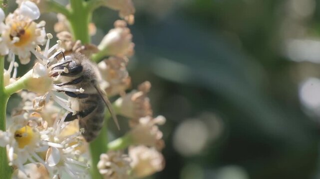 Macro Close Up of Honey Bee Feeding on Small White Flowers