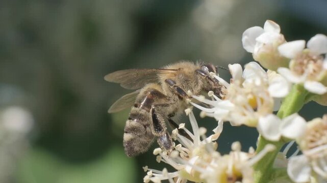 Honey Bee Steady on White Flower Cluster Macro Shot
