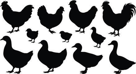 Obraz premium Collection of black silhouettes of chickens, roosters, hens, and chicks in various poses isolated on a white background, for farm and, poultry themed projects