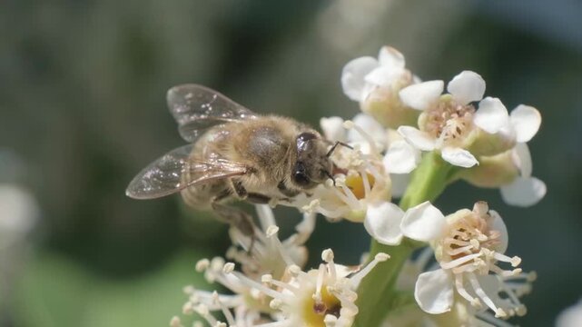 Honey Bee Taking Off from White Blossoms Macro Video