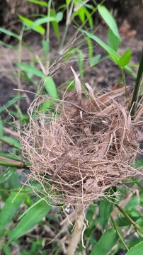 An empty wild bird nest woven from dry grass built on green bamboo tree stems.