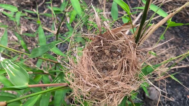 An empty wild bird nest woven from dry grass built on green bamboo tree stems.