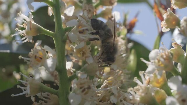 Honey Bee Crawling on White Inflorescence Macro Video