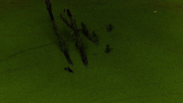 Still water surface covered with green duckweed
