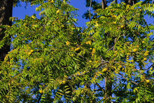 The unripe nuts eastern American black walnut (Juglans) is native to North America