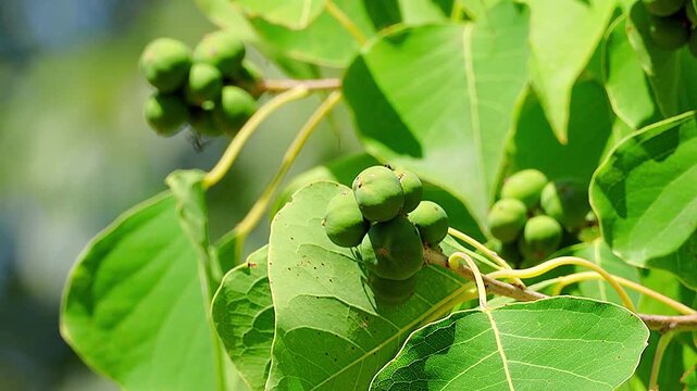 Leaves and fruits of Chinese tallow tree swaying in beautiful sunlight,4K