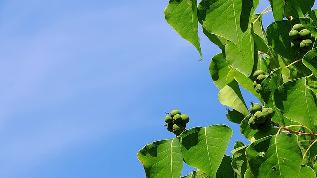 Beautiful green fruits and leaves of Chinese tallow tree with blue sky background,4K