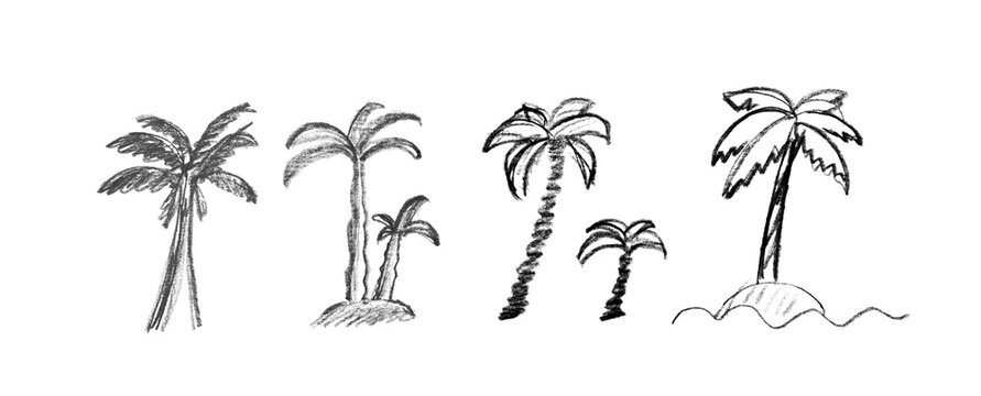 Palm tree sketch icon, coconut palm doodle illustration