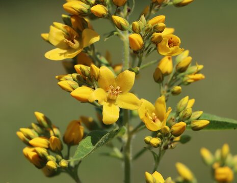 Lysimachia vulgaris (yellow loosestrife) blooming in a meadow
