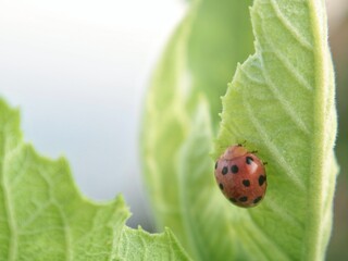 Close up of a small red ladybug (Coccinellidae) with black spots crawling on a bright green leaf outdoors. Ideal for nature, environmental, spring, garden, biodiversity, and wildlife concepts © Eka