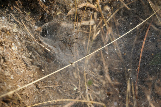 A funnel-web spider waits inside its distinctive dense silk web built among dry grass and soil in its natural habitat.                               