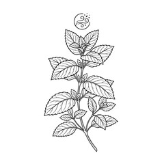 Mint Sprig Line Art Botanical Illustration for Fresh Herb Graphic Design © Zx Studio
