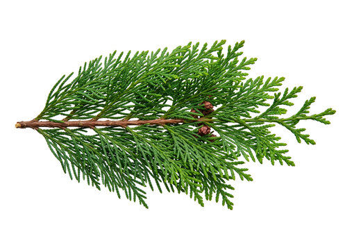 Conifer Branch with Cones Close-Up
