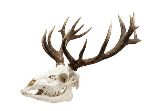 Deer skull with large antlers isolated on transparent background
