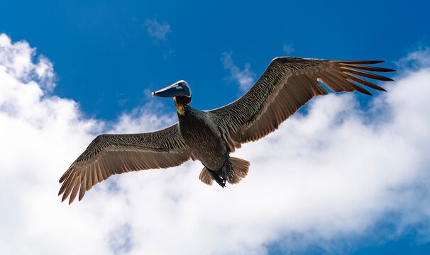 Bird flying in formation. Birds migration. Birds in flight. Flying pelican bird. Migration of migratory birds. Migrating pelican flying. Pelican flying in sky. Fauna and nature