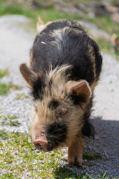 Pig in countryside. Domestic animal on summer farm. Pig at farming. Boar animal on village farm. Pig grazing on rural farm. Domestic pig on countryside farm. Piglet explores pasture at pigpen