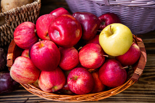 Orchard with ripe apple in basket. Apple fruit vitamin. Apple orchard in morning. Autumn fruit farming. Health and diet. Summer harvest. Harvest in autumn orchard. Apple fruit. Juicy apples
