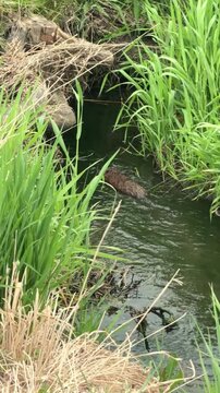 A muskrat (Ondatra zibethicus) swims quickly away after being startled, cutting through the dark water of a shaded marsh creek lined with tall green reeds and cattails. Ripples trail behind it as it r