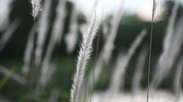 Close Up of White Feather Grass Flower Moving Softly in Wind.
