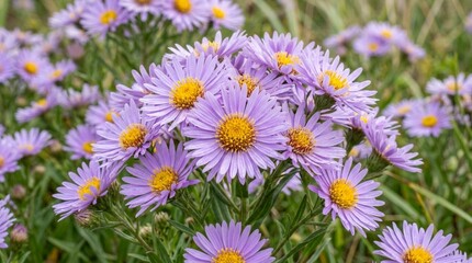 Fototapeta premium sea asters