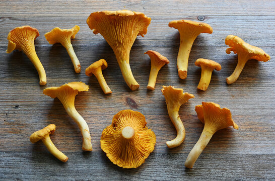 A collection of fresh golden chanterelle mushrooms arranged on a rustic wooden table