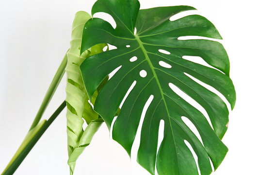 Growth concept. Green new leaf unfolding in mostera deliciosa plant